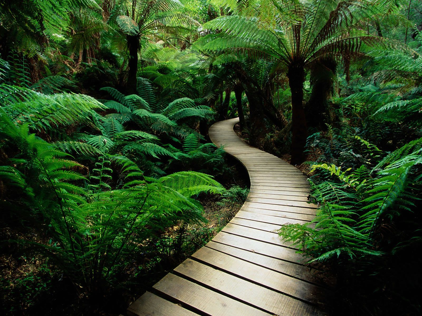 Example analyzer input: forest path photo